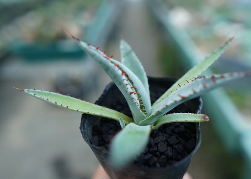アガベ 屈原の舞扇 Agave 'Kutsugen no Maiougi' No.2 |