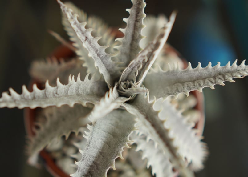 ディッキア ハイブリット Dyckia Hyb. | mana's farm:塊根植物・アガベ