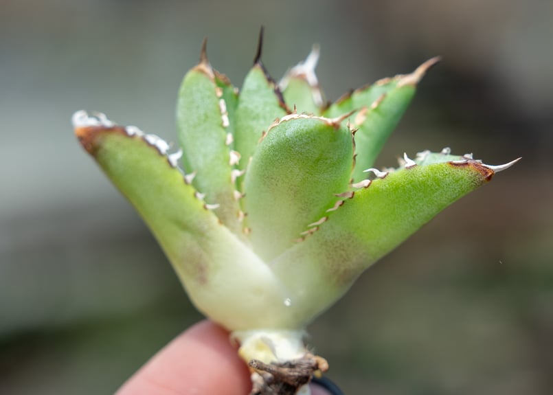 アガベ フィリグリー カキコ株 | mana's farm:塊根植物・アガベ