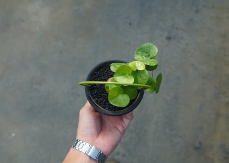 亀甲竜　Dioscorea elephantipes