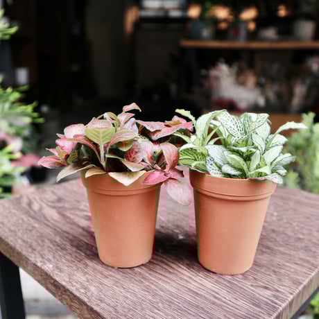 フィットニア　ツインセット