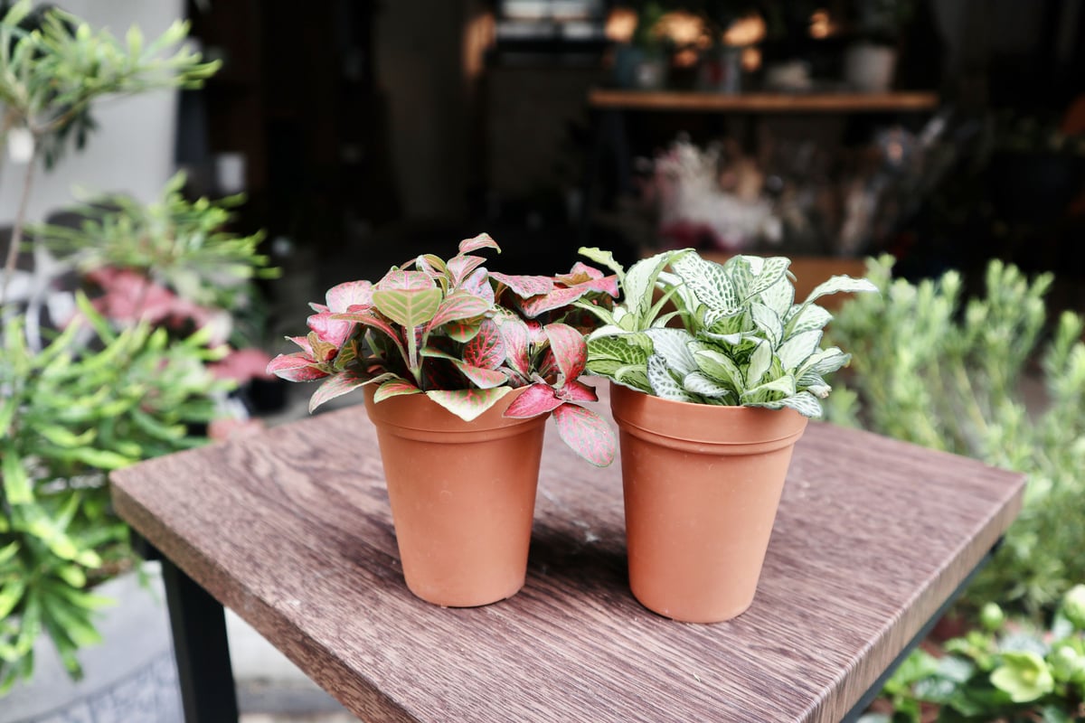 フィットニア ツインセット | mana's farm:塊根植物・アガベ・ドライ