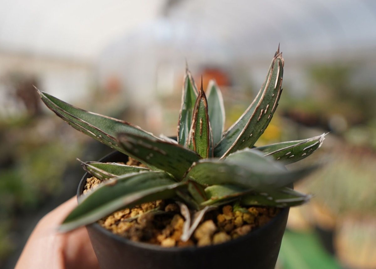 アガベ ニッケルシー NO.1 | mana's farm:塊根植物・アガベ