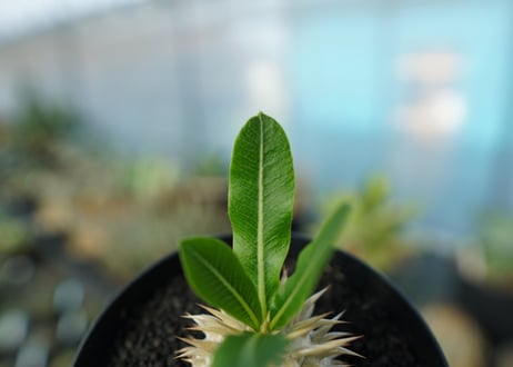 パキポディウム　恵比寿大黒　Pachypodium Densicaule　No.7