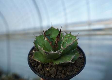 アガベ　チタノタ　 半蔵 　Agave titanota "半蔵"
