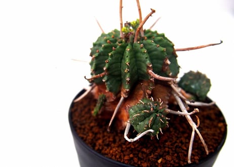 ユーフォルビア バリダ 仔吹き　Euphorbia valida