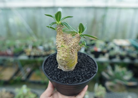 パキポディウム　デンシフローラム　Pachypodium densiflorum　No.2
