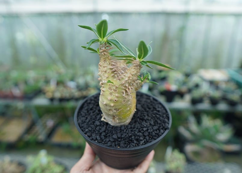 パキポディウム デンシフローラム Pachypodium densiflorum No.2 |