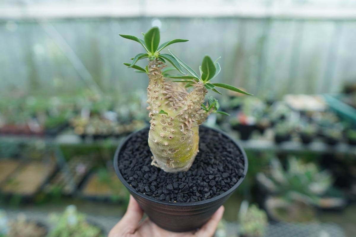 パキポディウム デンシフローラム Pachypodium densiflorum No.2 |