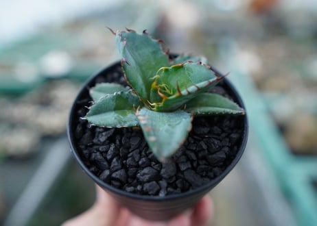 アガベ　チタノタ　 ブラックアンドブルー 　Agave titanota black and blue　No.7
