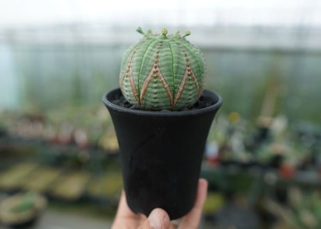 ユーフォルビア　オベサ　Euphorbia obesa