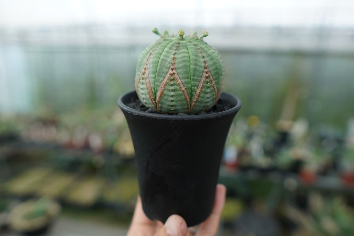 ユーフォルビア オベサ Euphorbia obesa | mana's green:塊根植物...