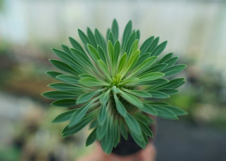 ユーフォルビア　ソテツキリン "パイナップルコーン"　Euphorbia sotetsukirin  No.6