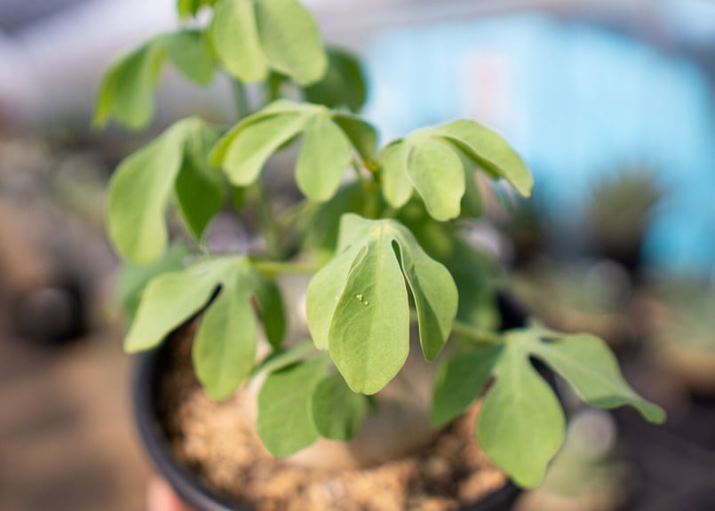 アデニア グラウカ | mana's farm:塊根植物・アガベ・ドライガーデン