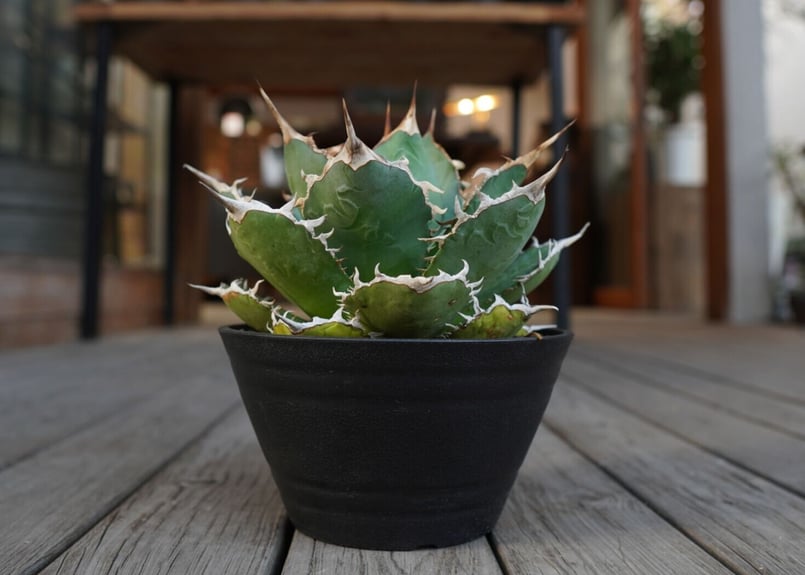 アガベ チタノタ FO-76 Agave titanota ”FO-76