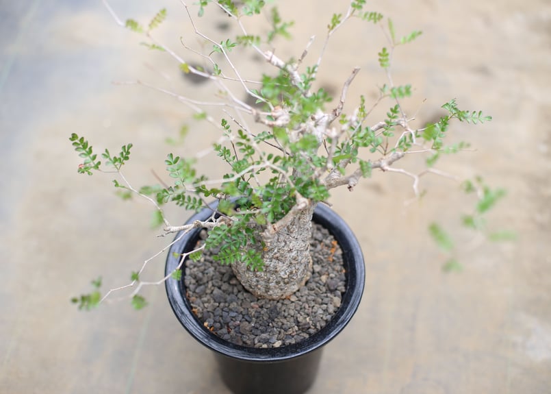 オペルクリカリア パキプス | mana's farm:塊根植物・アガベ・ドライ