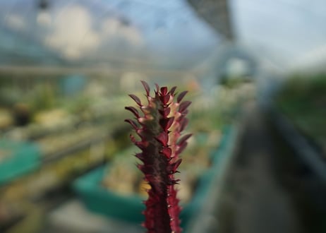 ユーフォルビア　紅彩雲閣　Euphorbia trigona f. rubra　No.3