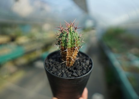 ユーフォルビア　群星冠　Euphorbia stellispina  No.1