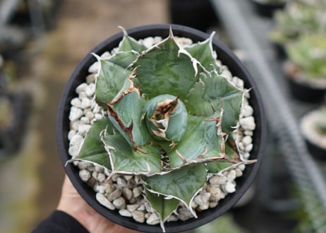Agave White flame B 白火焔  NO.1
