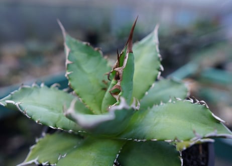 アガベ チタノタ 夕映厳龍　Agave titanota ”solareclipse"