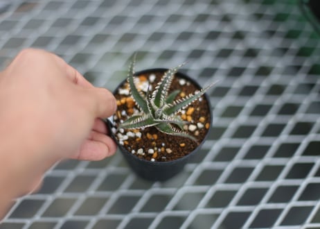 dyckia fighting tiger