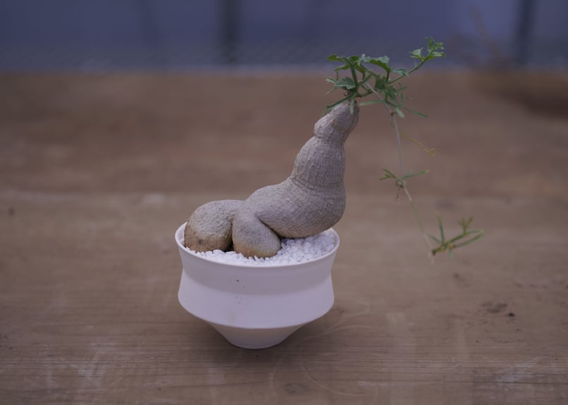 ケドロスティス アフリカーナ kedrostis africana | mana's farm