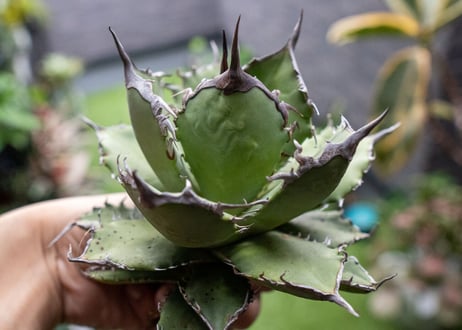 Agave titanota FO-76 B NO.2