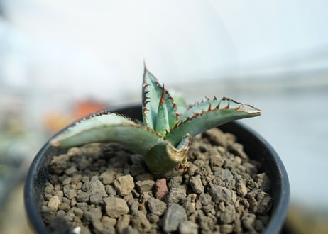 アガベ　チタノタ　ブルー　Agave titanota Blue 　NO.1