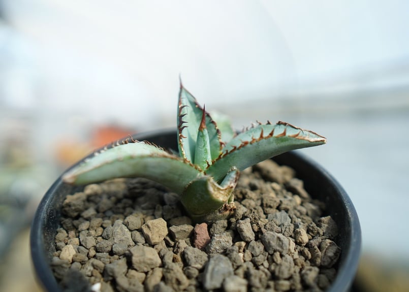 アガベ チタノタ ブルー Agave titanota Blue NO.1 | mana's