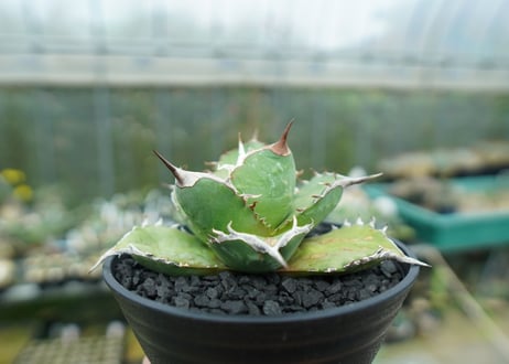 アガベ　チタノタ 　Agave titanota No.3