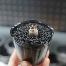 沖縄実生株やオススメアガベ販売をアップします。 | mana's farm:塊根