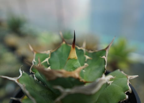 アガベ　チタノタ　獅子光　agave titanota  lion light