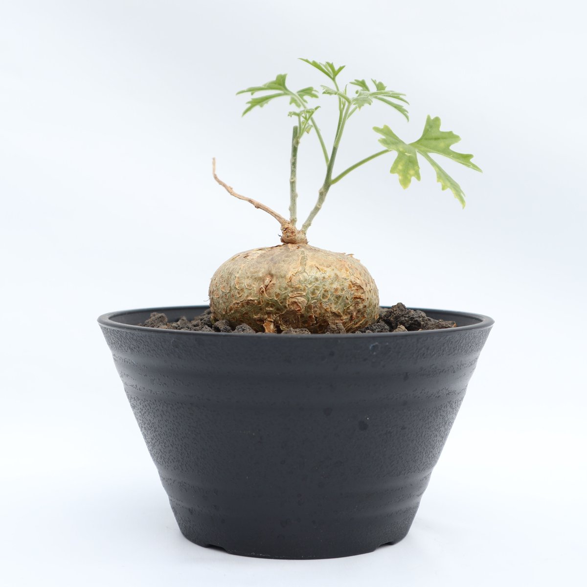 ジゴシキオス トリパルチタス Zygosicyos tripartitus ジゴシキオス トリパルチタス Zygosicyos tripartitus 20170808 | SPG