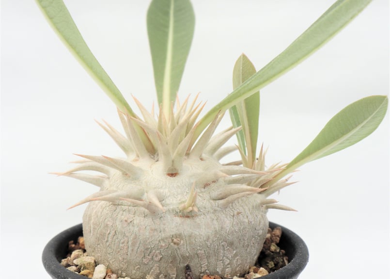 パキポディウム エブレネウム 国内実生 №5 | mana's farm:塊根植物