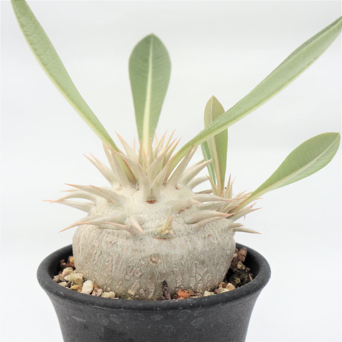 現地球　良型　パキポディウム　エブレネウム 現地球】 パキポディウム エブレネウム パキポディウム エブレネウム