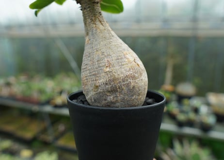 パキポディウム　マカイエンセ　Pachypodium makayense No.5