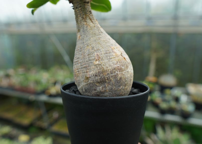 パキポディウム　マカインセ セ095 「現地】パキポディウム マカイエンセ 多頭 抜き苗【/最新