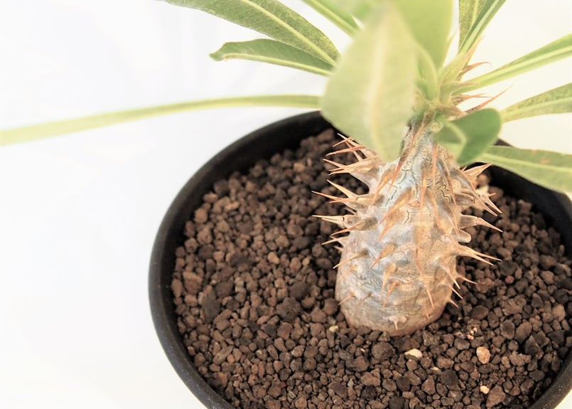 パキポディウム マカイエンセ 実生 №3 | mana's farm:塊根植物