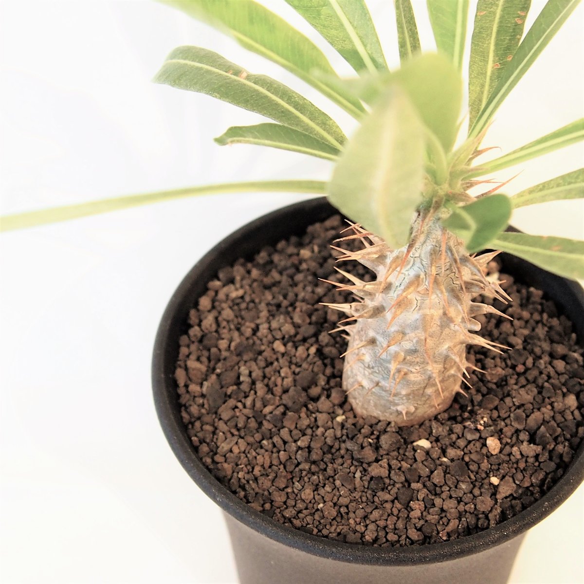 パキポディウム マカイエンセ 実生 №3 | mana's farm:塊根植物