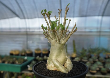 アデニウム　Adenium　No.5