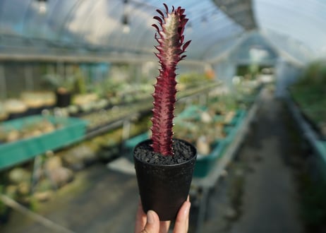 ユーフォルビア　紅彩雲閣　Euphorbia trigona f. rubra　No.3
