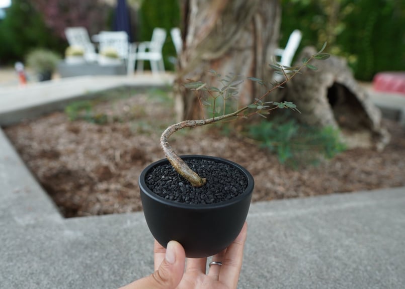【現品】デロニクス・デカリー　Delonix decaryi　10号　４T番 沖縄実生株】デロニクス デカリー Delonix decaryi No.1 | mana's