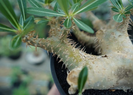 パキポディウム　デンシフローラム Pachypodium densiflorum  No.1