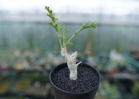 ペラルゴニウム　カルノーサム　Pelargonium carnosum