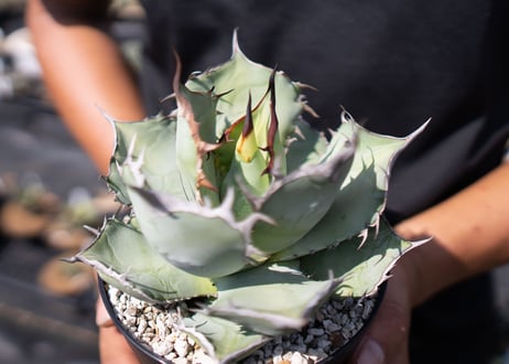 Agave Titanota