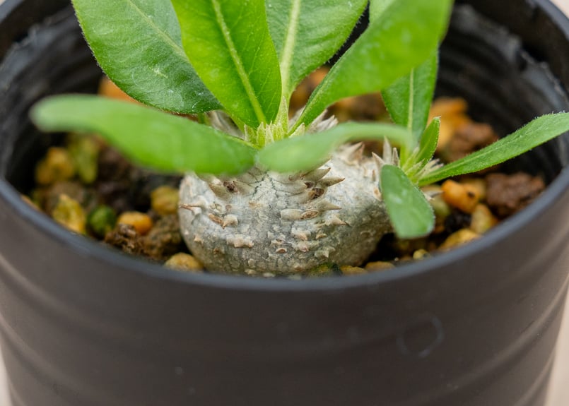 タロウ様向け】パキポディウム ブレビカウレ 自宅採種種子 100 粒