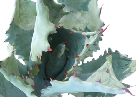 Agave colorata