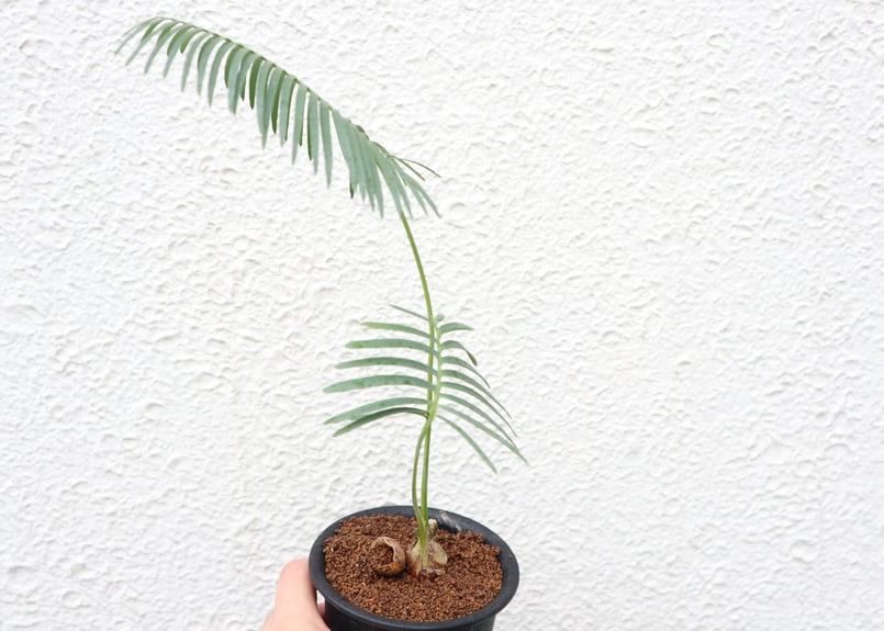 ディオーン エデュレ | mana's farm:塊根植物・アガベ・ドライガーデン