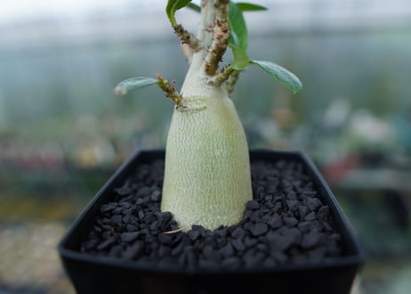 アデニウム　Adenium　No.2