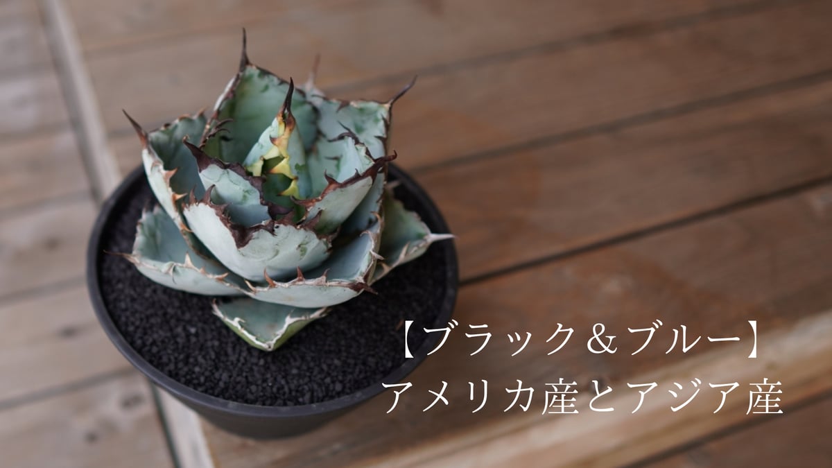 ブラック＆ブルー】アメリカ産とアジア産 | mana's farm:塊根植物